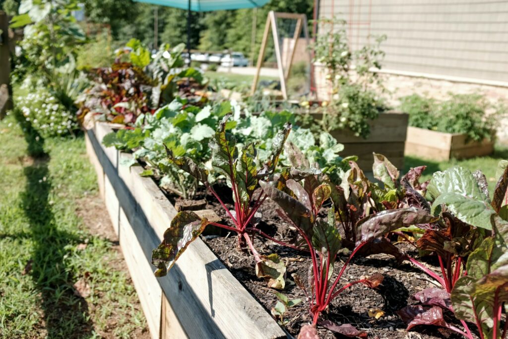 Raised timber sleeper garden bed with thriving vegetables, more garden beds in the background.