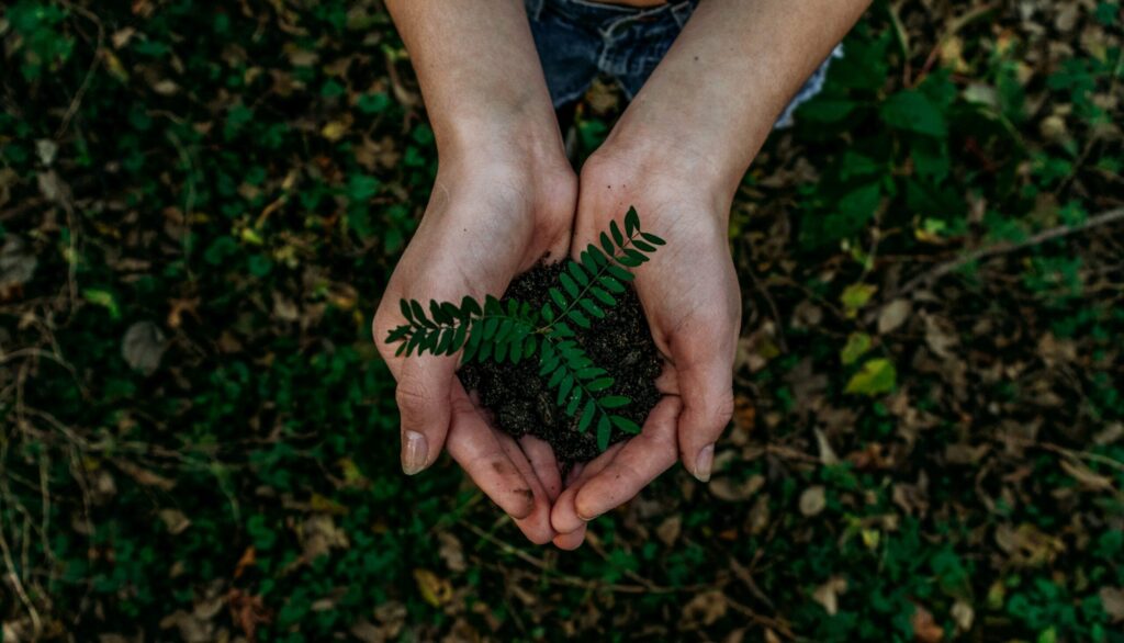 Cupped hands holding soil with a small fern growing.