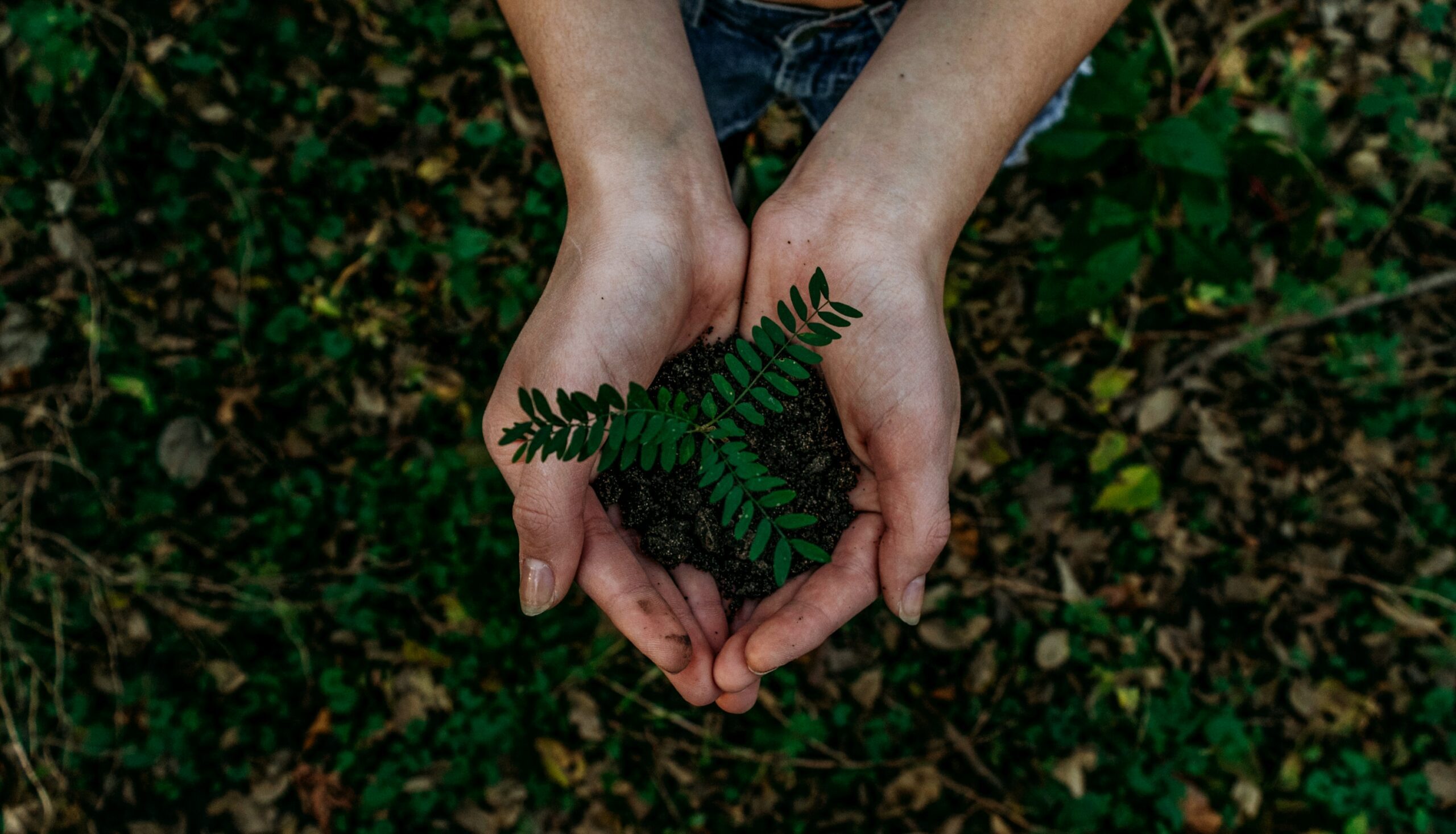 Cupped hands holding soil with a small fern growing.