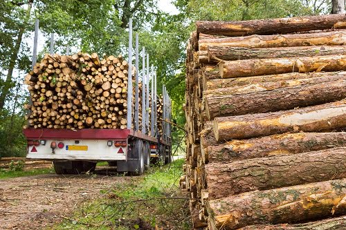 timber truck in forest collecting timber logs