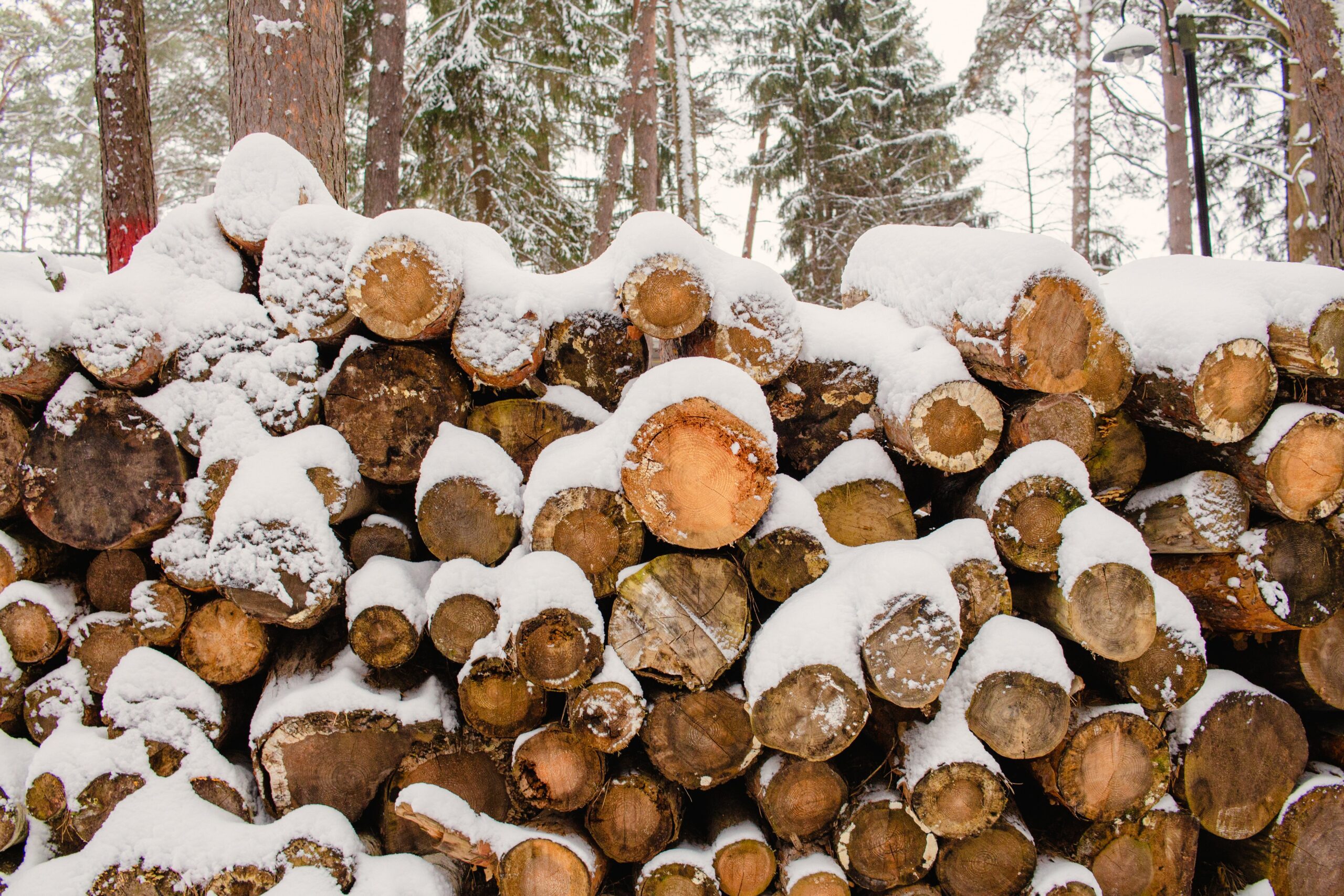 pine timber logs in winter forest with snow gathering on top