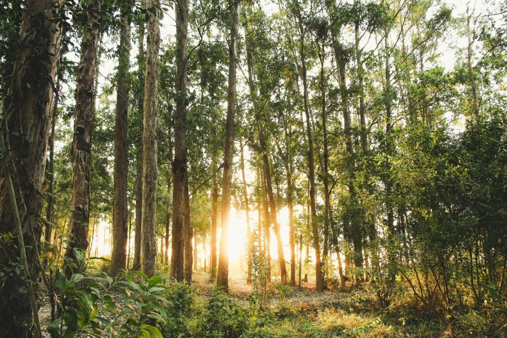 dense pine forest with sunlight shining through trees