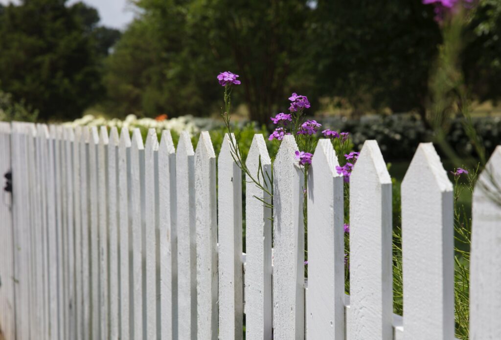 white picket timber fence palings with flowers creeping over