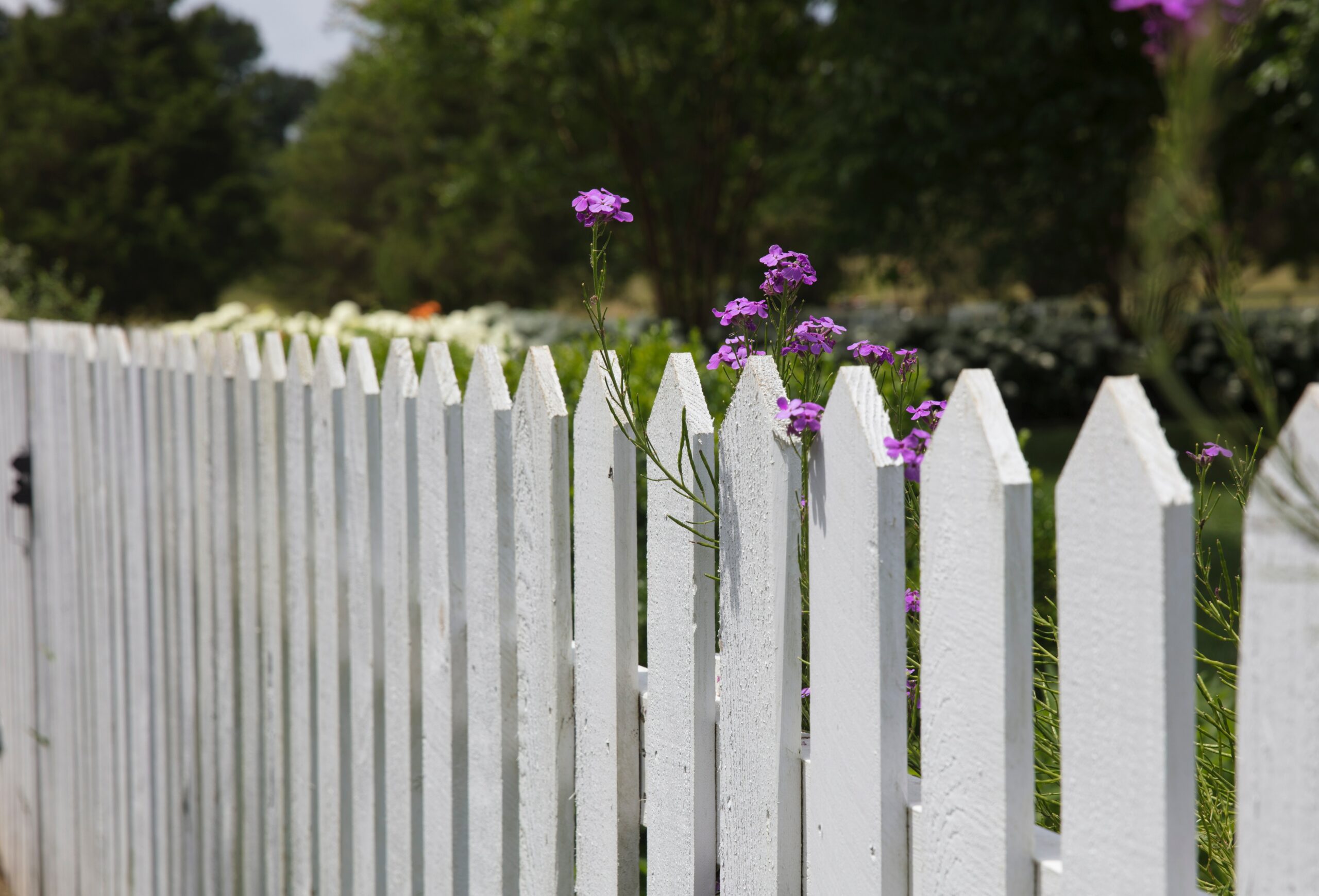 white picket timber fence palings with flowers creeping over