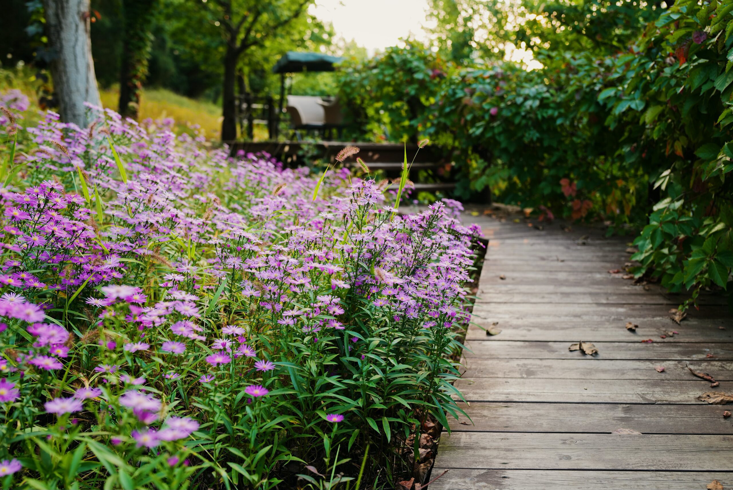 timber deck framing the edge of a flower bed