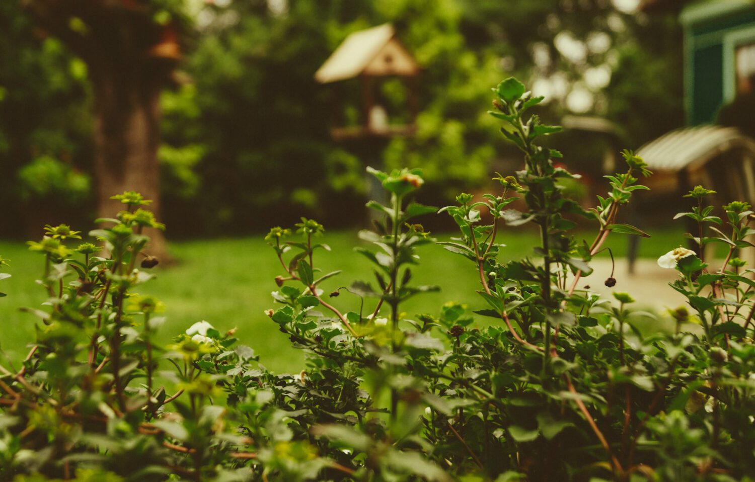 garden and landscaping