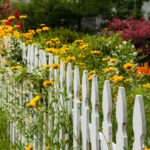 Pine Paling Colonial H3 - Image 2