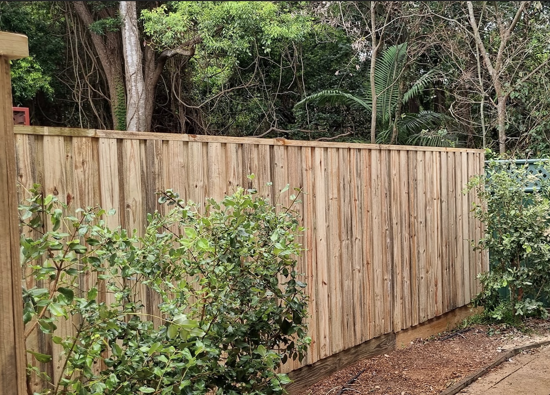 Lapped and capped pine paling wood fence in australian backyard. bushes slightly obscuring view of fence