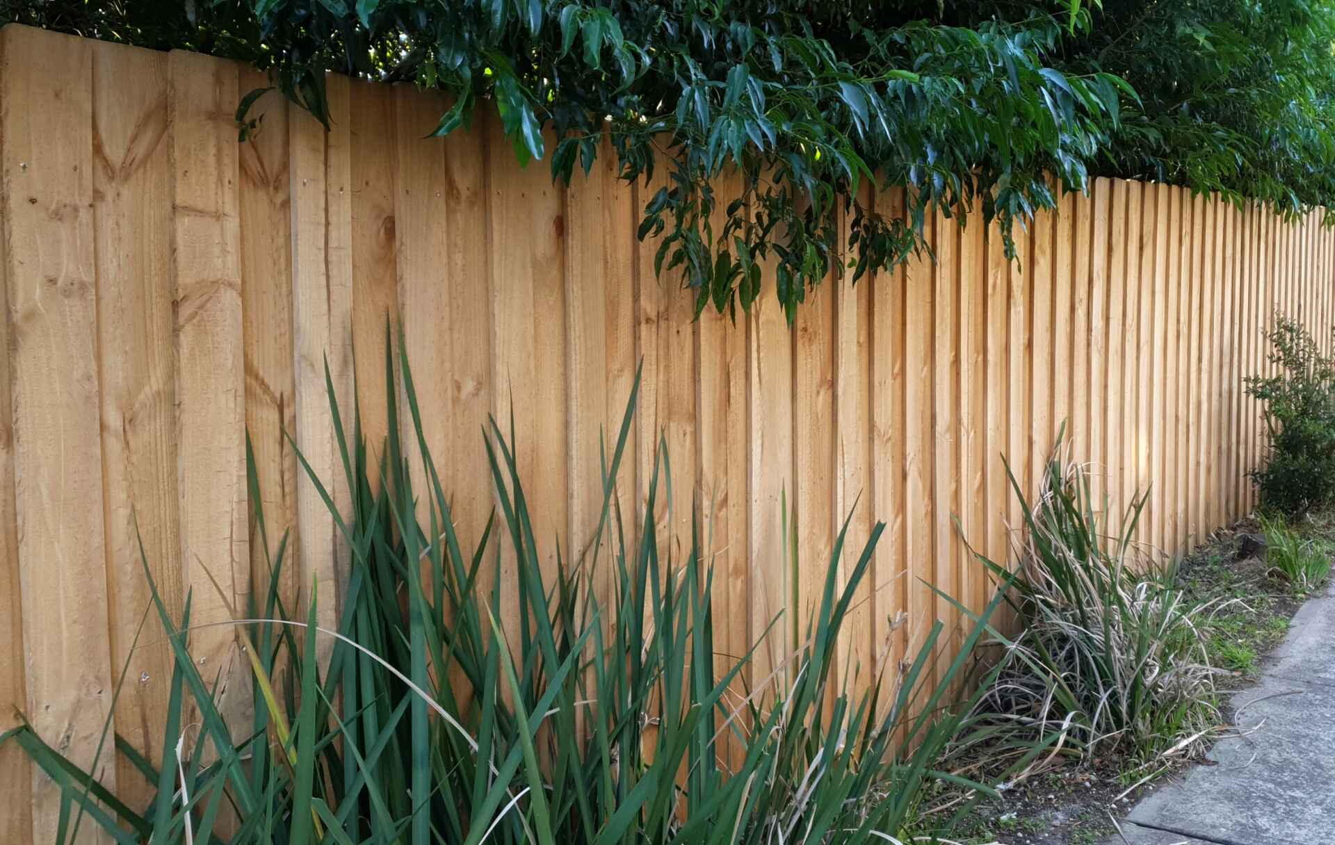 lapped pine paling fence along sidewalk with bushes obscuring bottom of fence