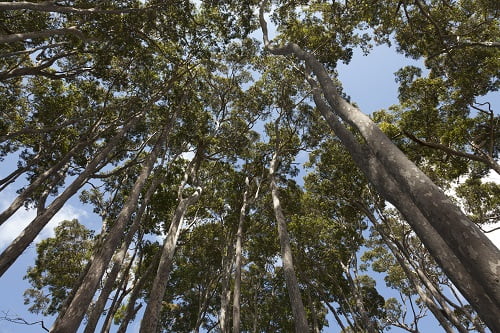 Timber Suppliers Brisbane Guide to Ironbark
