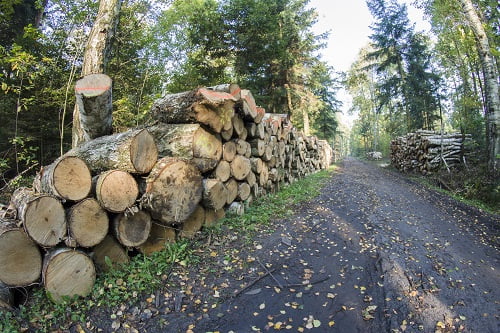 Responsible Forestry Fights Genetic Pollution Of Timber