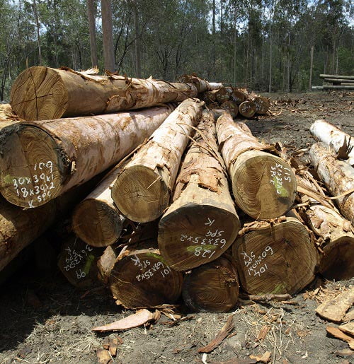 Know Your Timber: Spotted Gum