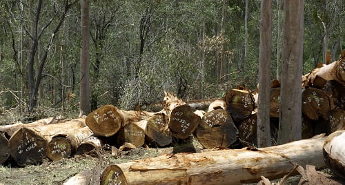 Market Of Timber In Australia