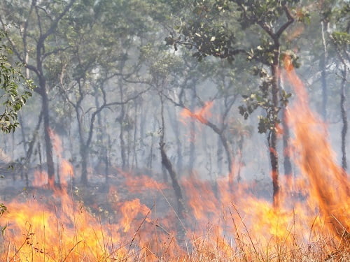 How to Survive a Bushfire