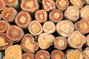 "Megatrends in Australian Timber: Part 2"