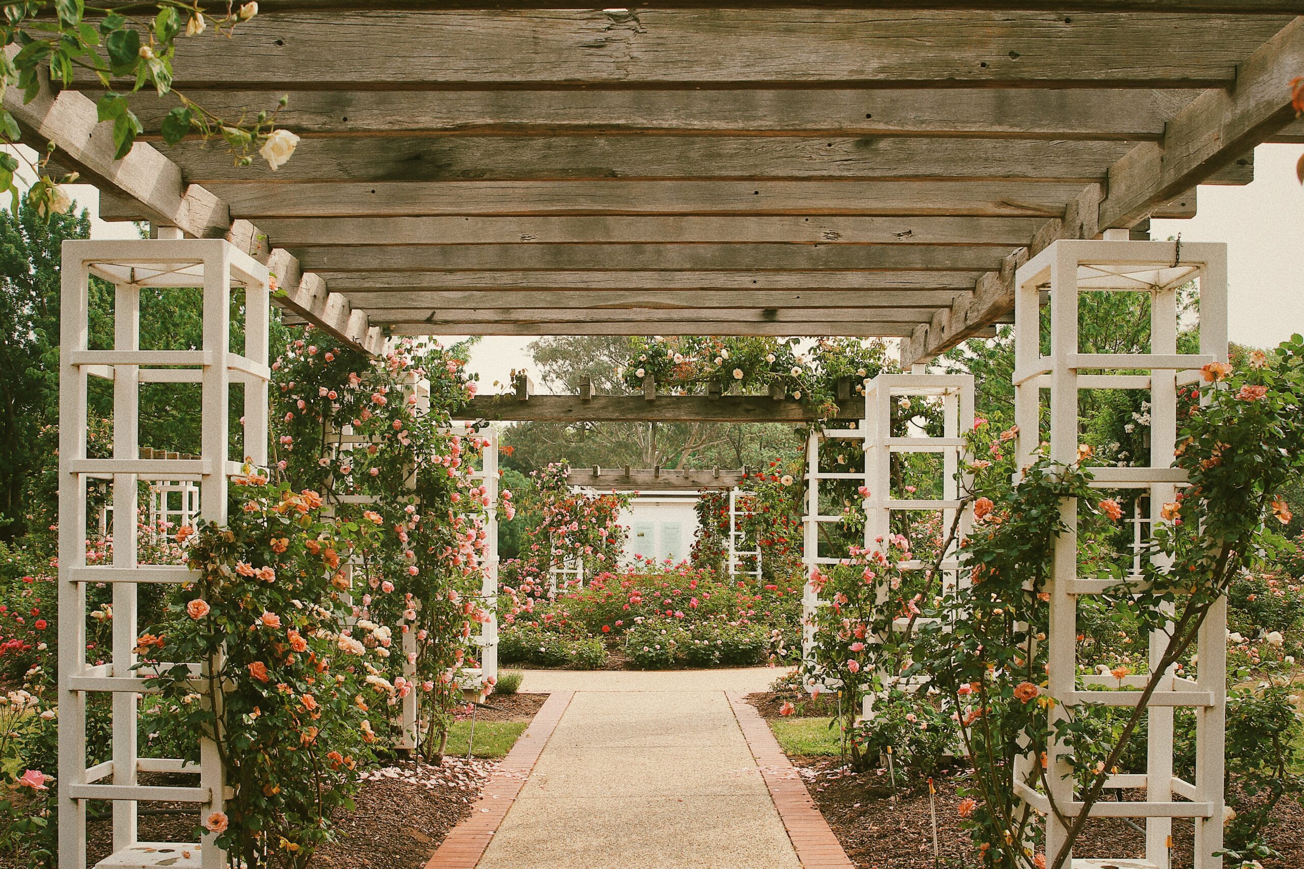 wood timber pergola lined with garden roses